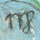 Zodiac_6